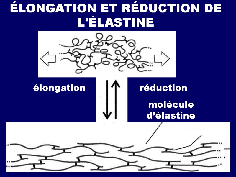 ÉLONGATION ET RÉDUСTION DE L'ÉLASTINE élongation réduction molécule d’élastine